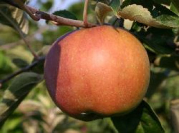 Winterapfel 'Roter Eiserapfel', 'Eisapfel', Stamm 40-60 cm, 120-160 cm, Malus 'Roter Eiserapfel', 'Eisapfel', Containerware von Malus 'Roter Eiserapfel', 'Eisapfel'