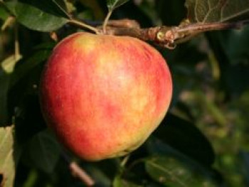 Herbstapfel 'Roter Gravensteiner', 'Rosenapfel', Stamm 40-60 cm, 120-160 cm, Malus 'Roter Gravensteiner', 'Rosenapfel', Containerware von Malus 'Roter Gravensteiner', 'Rosenapfel'