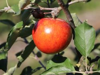 Sommerapfel 'Roter James Grieve' / 'Rubin', Stamm 40-60 cm, 120-160 cm, Malus 'Roter James Grieve' / 'Rubin', Containerware von Malus 'Roter James Grieve' / 'Rubin'