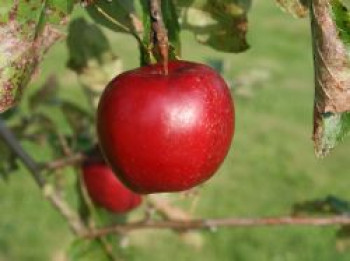 Winterapfel 'Jonathan' / 'Roter Jonathan', Stamm 40-60 cm, 120-140 cm, Malus 'Roter Jonathan' /  'Roter Jonathan Watson', Containerware von Malus 'Roter Jonathan' /  'Roter Jonathan Watson'