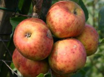 Herbstapfel 'Rubinette' ®, 'Rafzubin', Stamm 40-60 cm, 120-160 cm, Malus 'Rubinette' ®, 'Rafzubin', Containerware von Malus 'Rubinette' ®, 'Rafzubin'