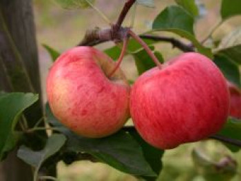 Herbstapfel 'Rubinola', Stamm 40-60 cm, 120-160 cm, Malus 'Rubinola', Containerware von Malus 'Rubinola'