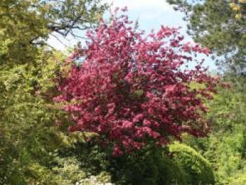 Zierapfel 'Rudolph', 200-250 cm, Malus 'Rudolph', Containerware XXL von Malus 'Rudolph'