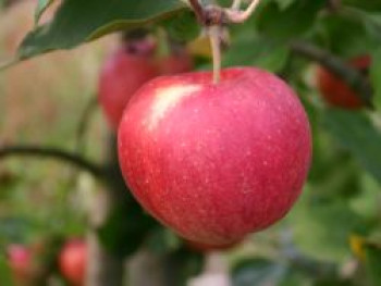 Herbstapfel 'Santana', Stamm 40-60 cm, 120-160 cm, Malus 'Santana', Containerware von Malus 'Santana'