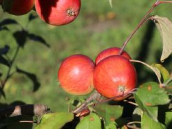 Herbstapfel 'Schöner von Herrnhut', Stamm 40-60 cm, 120-160 cm, Malus 'Schöner von Herrnhut', Containerware von Malus 'Schöner von Herrnhut'