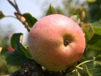 Winterapfel 'Schweizer Orangenapfel', Stamm 40-60 cm, 120-140 cm, Malus 'Schweizer Orangenapfel', Containerware von Malus 'Schweizer Orangenapfel'
