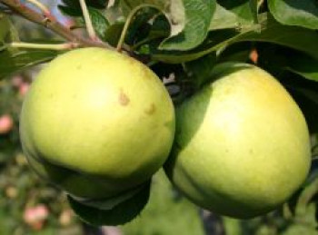 Herbstapfel 'Seestermüher Zitronenapfel', Stamm 40-60 cm, 120-160 cm, Malus 'Seestermüher Zitronenapfel', Containerware von Malus 'Seestermüher Zitronenapfel'