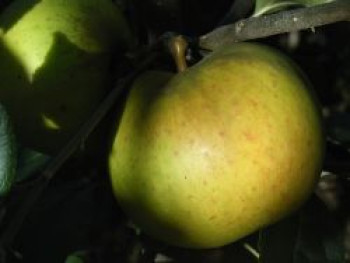 Herbstapfel 'Signe Tillisch', Stamm 40-60 cm, 120-160 cm, Malus 'Signe Tillisch', Wurzelware von Malus 'Signe Tillisch'