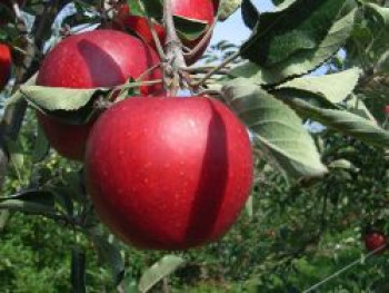 Winterapfel 'Spartan', Stamm 40-60 cm, 100-160 cm, Malus 'Spartan', Containerware von Malus 'Spartan'
