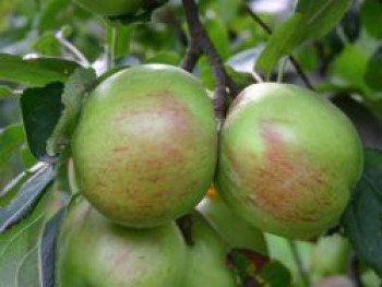 Winterapfel 'Stahls Winterprinz', Stamm 40-60 cm, 120-140 cm, Malus 'Stahls Winterprinz', Containerware von Malus 'Stahls Winterprinz'
