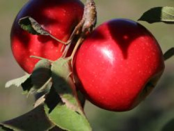 Säulenapfel 'Starcats' (S), 40-60 cm, Malus 'Starcats' (S), Containerware von Malus 'Starcats' (S)