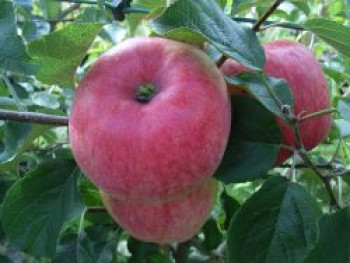 Sommerapfel 'Stark Earliest', Stamm 40-60 cm, 120-140 cm, Malus 'Stark Earliest', Containerware von Malus 'Stark Earliest'