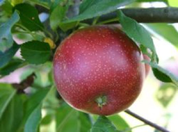 Sommerapfel 'Summerred', Stamm 40-60 cm, 120-160 cm, Malus 'Summerred', Containerware von Malus 'Summerred'