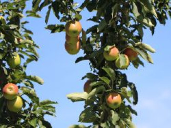 Säulenapfel 'Suncats', 60-100 cm, Malus 'Suncats', Containerware von Malus 'Suncats'