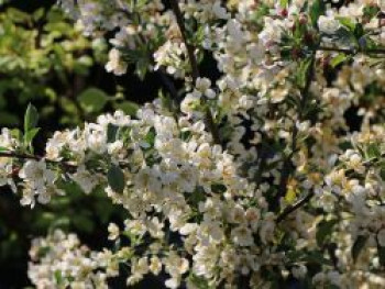 Zierapfel 'Tina', 40-60 cm, Malus 'Tina', Containerware von Malus 'Tina'