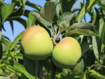 Sommerapfel 'Weißer Klarapfel', Stamm 40-60 cm, 120-160 cm, Malus 'Weißer Klarapfel', Containerware von Malus 'Weißer Klarapfel'