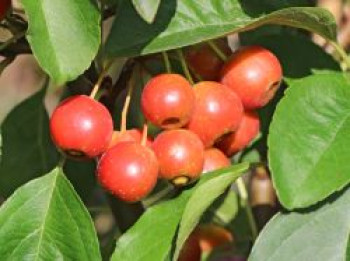 Zierapfel 'White Angel', Stamm 80 cm, Malus 'White Angel', Stämmchen von Malus 'White Angel'