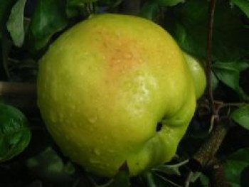 Winterapfel 'Zuccalmagliorenette', Stamm 40-60 cm, 120-160 cm, Malus 'Zuccalmagliorenette', Wurzelware von Malus 'Zuccalmagliorenette'