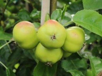 Stern-Apfel 'Apistar' ®, Stamm 40-60 cm, 120-160 cm, Malus domestica 'Apistar' ®, Containerware von Malus domestica 'Apistar' ®