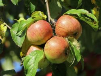 Apfel 'Harberts Renette', Stamm 40-60 cm, 120-160 cm, Malus domestica 'Harberts Renette', Containerware von Malus domestica 'Harberts Renette'