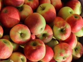 Winterapfel 'Kronprinz Rudolph', Stamm 40-60 cm, 120-160 cm, Malus domestica 'Kronprinz Rudolph', Containerware von Malus domestica 'Kronprinz Rudolph'