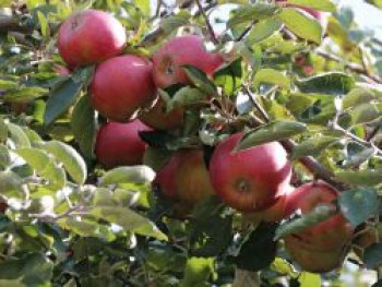 Herbstapfel 'McIntosh', 80-100 cm, Malus domestica 'McIntosh', Containerware von Malus domestica 'McIntosh'