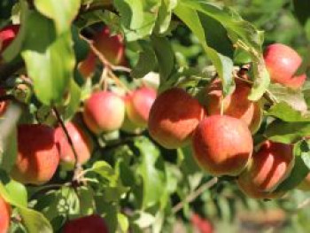 Apfel 'Rewena' ®, Stamm 40-60 cm, 120-160 cm, Malus domestica 'Rewena' ®, Wurzelware von Malus domestica 'Rewena' ®