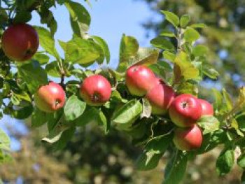 Apfel 'Rheinischer Krummstiel', Stamm 40-60 cm, 120-160 cm, Malus domestica 'Rheinischer Krummstiel', Containerware von Malus domestica 'Rheinischer Krummstiel'