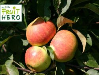 Herbstapfel my little FRUIT HERO ® 'Elstar', Stamm 30-40 cm, 60-100 cm, Malus my little FRUIT HERO ® 'Elstar', Stämmchen von Malus my little FRUIT HERO ® 'Elstar'