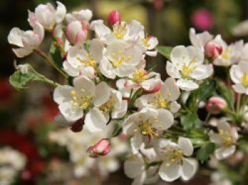 Zierapfel 'Sämling', 60-100 cm, Malus toringo var. sargentii 'Sämling', Wurzelware von Malus toringo var. sargentii 'Sämling'