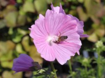 Sigmarskraut 'Fastigiata', Malva alcea 'Fastigiata', Topfware von Malva alcea 'Fastigiata'
