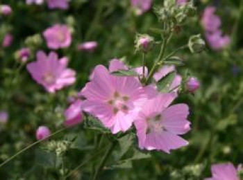 Rosen-Malve, Malva alcea, Topfware von Malva alcea