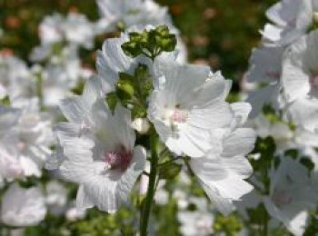 Moschus Malve 'Alba', Malva moschata 'Alba', Topfware von Malva moschata 'Alba'