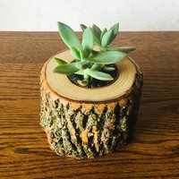 Sukkulenten Blumentopf Aus Holz Mit Rinde | Sukkulente Blume Geschenkidee Baum Holzhalter, Rustikaler Innen Blumen Übertopf von ManMadeWoods