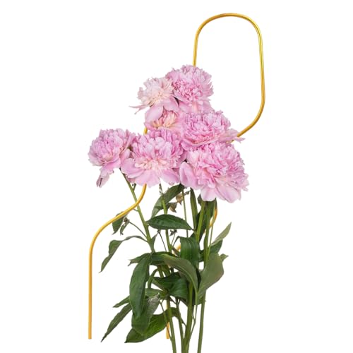Kleines Rankgitter für Topfpflanzen - Gemüse-Stütze | Wieder verwendbar 45 cm Pflanzen Rankgitter Für Weinreben Hochbeet Zimmerpflanzen Gemüse Balkon Terrasse Garten von Manolyee