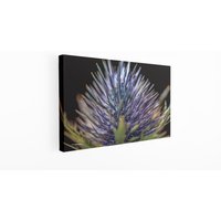Distel-Blumenkunst, Blumenfotografie, Distel-Leinwanddruck, Distel-Liebhaber-Geschenk, Hochwertige Designer-Drucke Mit Schönen Distelblumen Distel-Blumenkunst, Blumenfotografie, Distel-Leinwanddruck, Distel-Liebhaber-Geschenk, Hochwertige Designer-Drucke Mit Schönen Distelblumen von MarcHertingPhoto