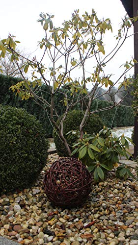 Weidenkugel in 6 Größen, Dekokuge laus Weide Weidenball Gartenkugel Handgefertigt in EU (25cm) von Marcus Weidenhandel
