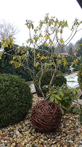 Weidenkugel in 6 Größen, Dekokuge laus Weide Weidenball Gartenkugel Handgefertigt in EU (30cm) von Marcus Weidenhandel