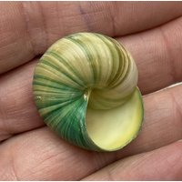 3 Exceptionally Colored Land Snail, Natural Green Blue Tint Asperitas Azura cm Shell Beach Maritim Triton Coral #0709 3 Exceptionally Colored Land Snail, Natural Green Blue Tint Asperitas Azura cm Shell Beach Maritim Triton Coral #0709 von MareOptima