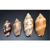 4 Color Variation Bat Volute #1280 Philippine Islands Ocean Shell Beach Collectors #voluta Vespertilio# von MareOptima