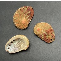 5 Mini Abalone Shells #haliotis Clathrata# Iridescent Shell Opal Of The Sea Craft #5074 5 Mini Abalone Shells #haliotis Clathrata# Iridescent Shell Opal Of The Sea Craft #5074 von MareOptima