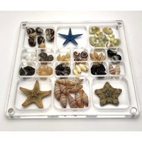 66 Mini Shells Inside Transparent Acrylic Magnetic Sea Shell Display Box For Refrigerator Door Storage 18 Grids von MareOptima