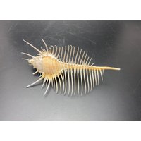 Classic Beauty Extra Large 15 cm Venus Comb From The Philippines Shell Maritim Beach #murex Pecten# Real Sea #1584 von MareOptima