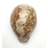 Rare Pattern On A Flesh Colored Map Cowry #1104 Indo-Pacific Ocean Shell Beach Cypraea Mappa von MareOptima