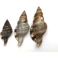 Set Of 3 Color Variation Cymatium Pilearis From The Philippines Shell Pattern Like A Piece Art #1183 Collectors Maritim Set Of 3 Color Variation Cymatium Pilearis From The Philippines Shell Pattern Like A Piece Art #1183 Collectors Maritim von MareOptima