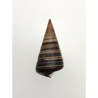 Telescope Snail Horn Shells Telescopium Telescopium #1159 Operculum Collectors Shell Beach Cowrie Triton Coral von MareOptima