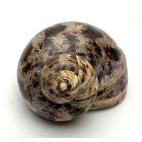 Very Large Reeve S Turban #turbo Reevei# Collectors Shell Beach Coastal Decor Cowries Triton #1586 Very Large Reeve S Turban #turbo Reevei# Collectors Shell Beach Coastal Decor Cowries Triton #1586 von MareOptima