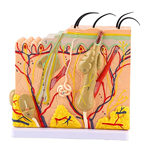 3D-Modell der Menschlichen Haut, 50-fache Vergrößerung, Anatomie-Lehrmittel für den Biologieunterricht, PVC-Material, 25 Diagramme von Marhynchus