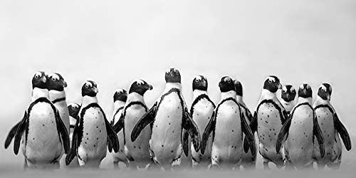 Marina Cano Cape Town Penguins 30 x 60cm Canvas Print Leinwanddruck, Mehrfarbig, 30 x 60 cm von Marina Cano