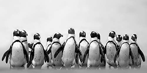 Marina Cano "Cape Town Penguins" , 50 x 100 cm, Leinwanddruck von Marina Cano